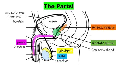 dick oic|Male Genitalia Pictures, Anatomy & Diagram 